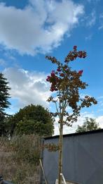 Lagerstroemia boom zeer uniek hoog rond 3,5 /4 meter 1st, Overige soorten, 250 tot 400 cm, Zomer, Ophalen