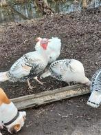 Tekoop kalkoen haan., Mannelijk, Kalkoen