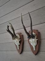 2 Mooie Ree Geweien samen € 19 Mancave Jacht Landelijk c33, Ophalen of Verzenden, Hert, Gewei of Kop