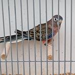 Prachtige Bourke parkiet, man, Mannelijk, Parkiet, Geringd