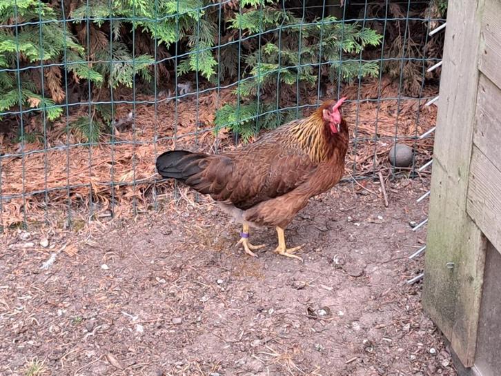 Italiener legkip patrijs kleurig verenkleed, Dieren en Toebehoren, Pluimvee, Kip, Vrouwelijk