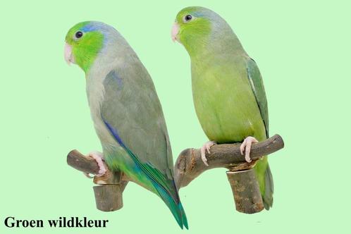 Gevraagd: koppel forpus dwergpapagaai in geel, blauw enz, Dieren en Toebehoren, Vogels | Parkieten en Papegaaien, Dwergpapegaai of Agapornis