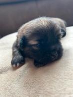 75% pekingees pups, 8 tot 15 weken, CDV (hondenziekte), Meerdere, Meerdere dieren