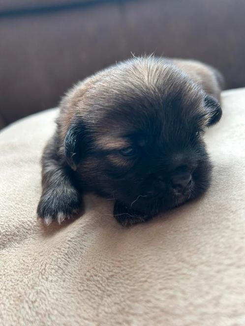 75% pekingees pups, Dieren en Toebehoren, Honden | Chihuahua's en Gezelschapshonden, Meerdere dieren, Pekingees of Dwergspaniel