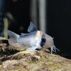 Corydoras adolfoi, Dieren en Toebehoren, Vis