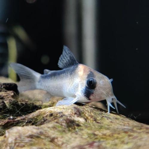 Corydoras adolfoi, Dieren en Toebehoren, Vissen | Aquariumvissen, Vis