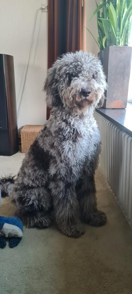 Dekreu Goldendoodle F1B, Dieren en Toebehoren, Honden | Dekreuen, Reu, Fokker | Professioneel, Eén hond, Nederland, 1 tot 2 jaar