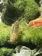Cambarellus diminutus dwergkreeftjes, Dieren en Toebehoren, Kreeft, Krab of Garnaal, Zoetwatervis
