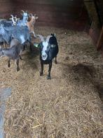 Dwergeit cae/cl vrij, Dieren en Toebehoren, Schapen, Geiten en Varkens, Vrouwelijk, Geit