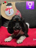 mooie engelse cocker pups, België, Rabiës (hondsdolheid), 8 tot 15 weken, Teef