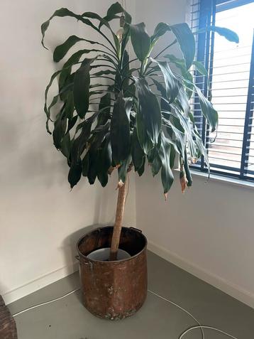 Mooie grote kamerplant in grote pot beschikbaar voor biedingen