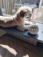Binky zoekt een nieuw huisje, Dieren en Toebehoren, Honden | Chihuahua's en Gezelschapshonden, Eén hond, 3 tot 5 jaar, Nederland