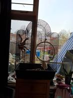 Vogelkooi, Dieren en Toebehoren, Ophalen, Gebruikt, Metaal, Vogelkooi