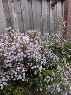 Asters tuinplanten Lila/paars bloei september, Ophalen, Zomer, Overige soorten, Halfschaduw