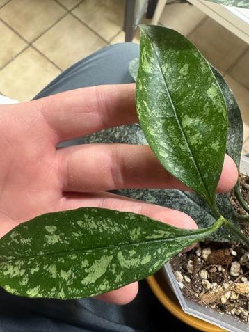 Hoya MULTIFLORA splash  beschikbaar voor biedingen