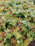 Geranium Maccor, Volle zon, Vaste plant, Zomer, Ophalen
