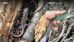 Timon tangitanus, Dieren en Toebehoren, Reptielen en Amfibieën, Hagedis, 0 tot 2 jaar