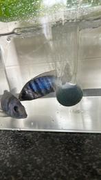 Malawi placidochromis tanzania vrouwen