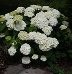strong Annabelle in grote 34cm potten met knoppen erin, Ophalen, Zomer, Overige soorten, Halfschaduw