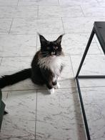 Maine Coon Kitten, Dieren en Toebehoren, Katten en Kittens | Raskatten | Langhaar, Meerdere dieren, Gechipt, 0 tot 2 jaar