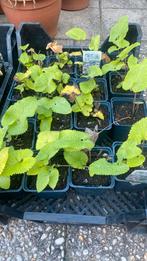 Phlomis tuberosa, Tuin en Terras, Planten | Tuinplanten, Verzenden, Overige soorten, Volle zon