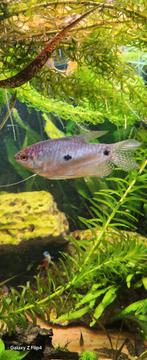 Te koop, Dieren en Toebehoren, Vis