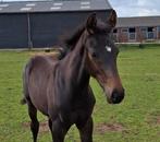 Hengstveulen KWPN, Dieren en Toebehoren, Paarden, Minder dan 160 cm, Gechipt, Dressuurpaard, 0 tot 2 jaar