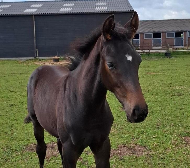Hengstveulen KWPN, Dieren en Toebehoren, Paarden, Hengst, Onbeleerd, Minder dan 160 cm, 0 tot 2 jaar, Dressuurpaard, Met stamboom