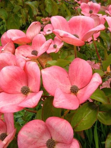 Cornus kousa Satomi / Japanse kornoelje boom ‼️‼️ beschikbaar voor biedingen