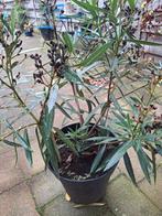 Oleander, Ophalen of Verzenden, Overige soorten, Volle zon