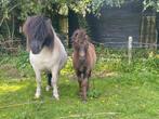 Te koop: zwart hengstvelen met NSPS papieren, Niet van toepassing, 0 tot 2 jaar, Hengst, A pony (tot 1.17m)
