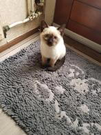 Siamees (siamese) x britse korthaar kittens( kat poes kater), Dieren en Toebehoren, Katten en Kittens | Raskatten | Korthaar