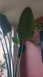 Strelizia Nicolai 2,75 meter in pot, Ophalen of Verzenden, Halfschaduw, Minder dan 100 cm