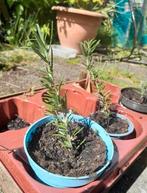 Rozemarijn stekjes, Ophalen of Verzenden