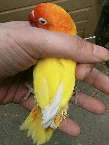Prachtige brr agapornis fisheri opaline lutino man met dna  beschikbaar voor biedingen