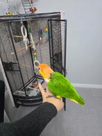 roestkop caique papagaaein., Mannelijk, Papegaai