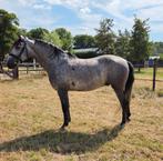 Prachtige sprookjes PRE met carta, Minder dan 160 cm, Gechipt, Ruin, Dressuurpaard