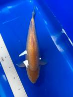 Ginrin karashigoi marusei, Dieren en Toebehoren, Vissen | Vijvervissen, Karper of Koi