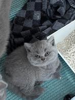 Prachtige 100% Raszuivere Britse Korthaar Kittens katertjes, Meerdere dieren