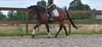 Superbrave prachtige Portugese ruin, Gechipt, B, Ruin, 3 tot 6 jaar