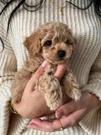 Laatste 2 Toy poedel/ bichon / poochon mini puppies, CDV (hondenziekte), Particulier, Meerdere, 8 tot 15 weken