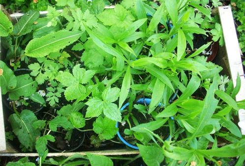 26 stuks diverse vaste planten in pot tuinplanten, Tuin en Terras, Planten | Tuinplanten, Vaste plant, Overige soorten, Halfschaduw