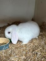 Laatste jonge Hangoor dwergkonijn rammetje zoekt huisje, Dieren en Toebehoren, Mannelijk, Dwerg, Hangoor, 0 tot 2 jaar