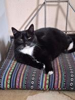 lieve kat, Dieren en Toebehoren, Katten en Kittens | Overige Katten, Poes, Kortharig, 6 jaar of ouder