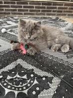 Britse korthaar en langhaar kittens te koop en herplaatsers, Dieren en Toebehoren, Katten en Kittens | Raskatten | Langhaar, Meerdere dieren