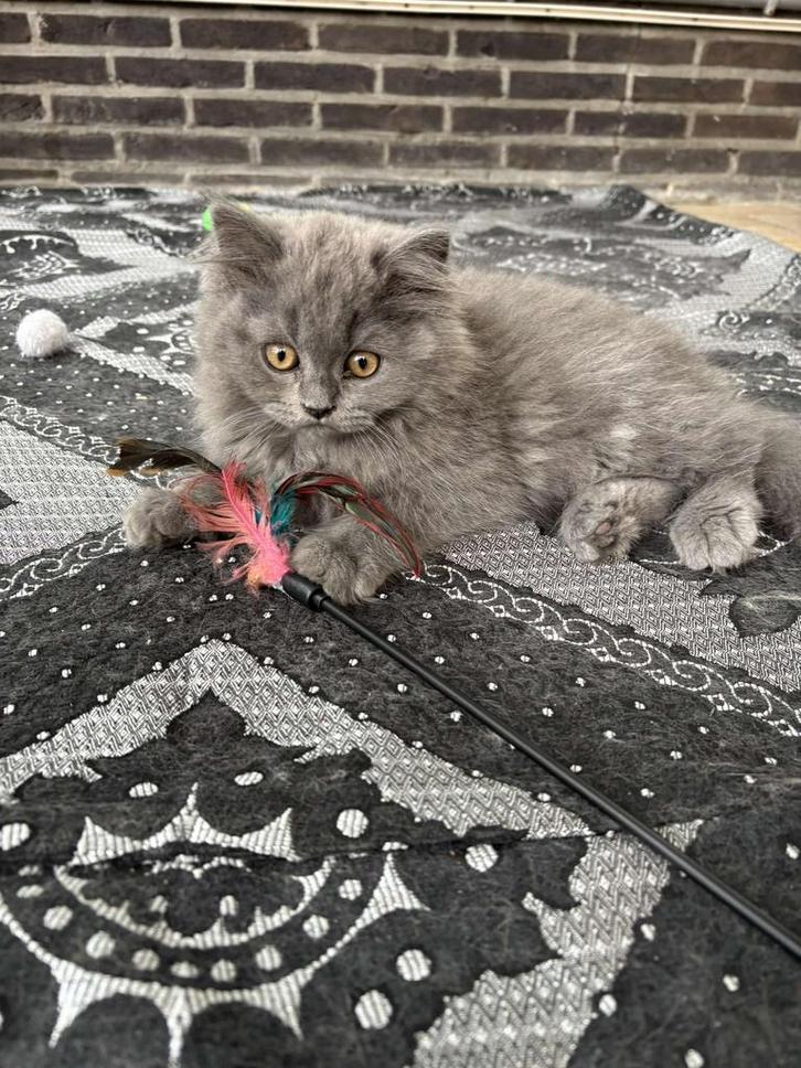 Britse korthaar en langhaar kittens te koop en herplaatsers, Dieren en Toebehoren, Katten en Kittens | Raskatten | Langhaar, Meerdere dieren