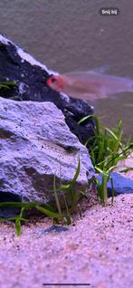 Japonica garnalen groot +- 8 stuks, Dieren en Toebehoren, Vissen | Aquariumvissen, Kreeft, Krab of Garnaal
