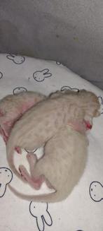 Savannah kittens F7 zuiver ras met stamboom., Dieren en Toebehoren, Katten en Kittens | Raskatten | Korthaar, Kater, Gechipt, 0 tot 2 jaar