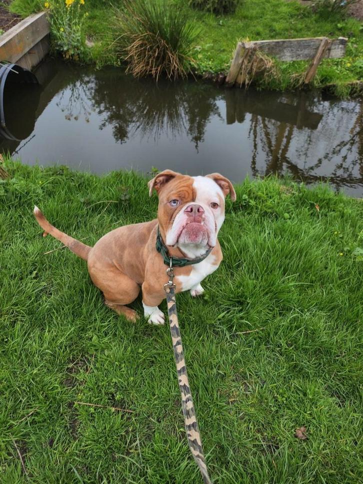 Old English Bulldog, Dieren en Toebehoren, Honden | Bulldogs, Pinschers en Molossers, Reu, Bulldog, Particulier, Eén hond, Nederland