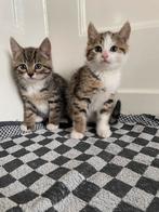 2 prachtige kittens, Dieren en Toebehoren, Katten en Kittens | Overige Katten, Poes, Kortharig, 0 tot 2 jaar
